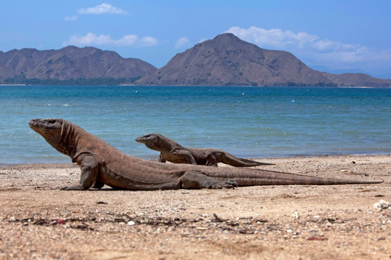 pmt-tourpackge-pulau-komodo